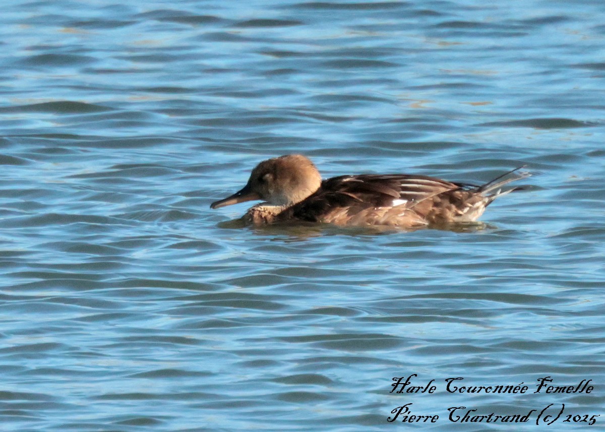 Hooded Merganser - ML642671078