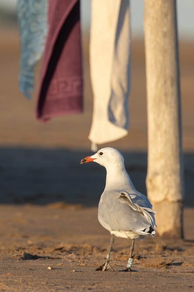 Audouin's Gull - ML642671079
