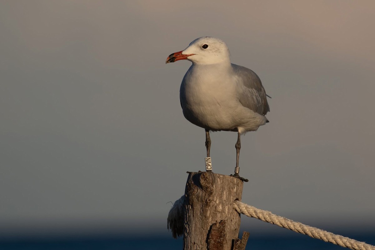 Audouin's Gull - ML642671080