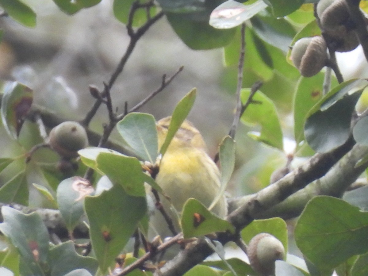 Blackburnian Warbler - ML642671086