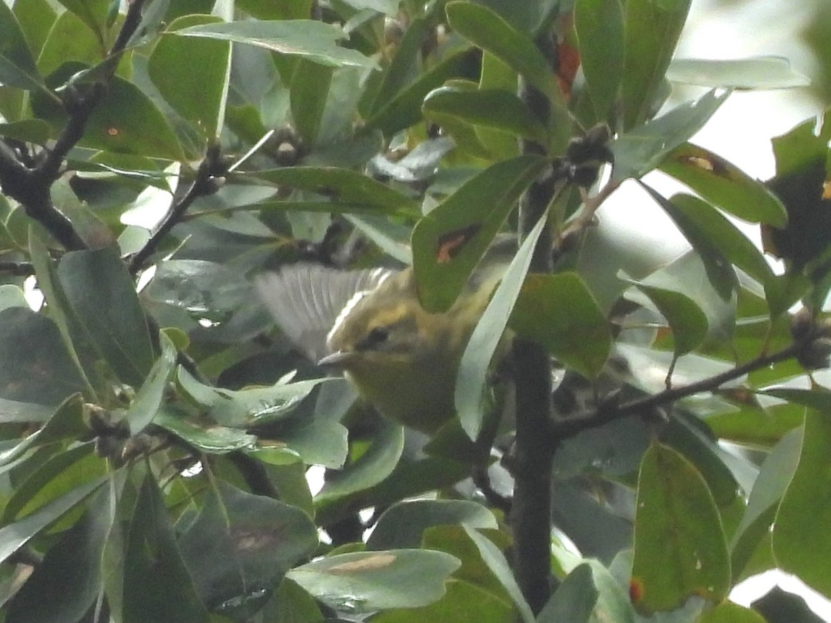 Blackburnian Warbler - ML642671087