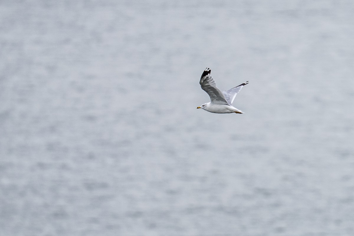 Ring-billed Gull - ML642671092