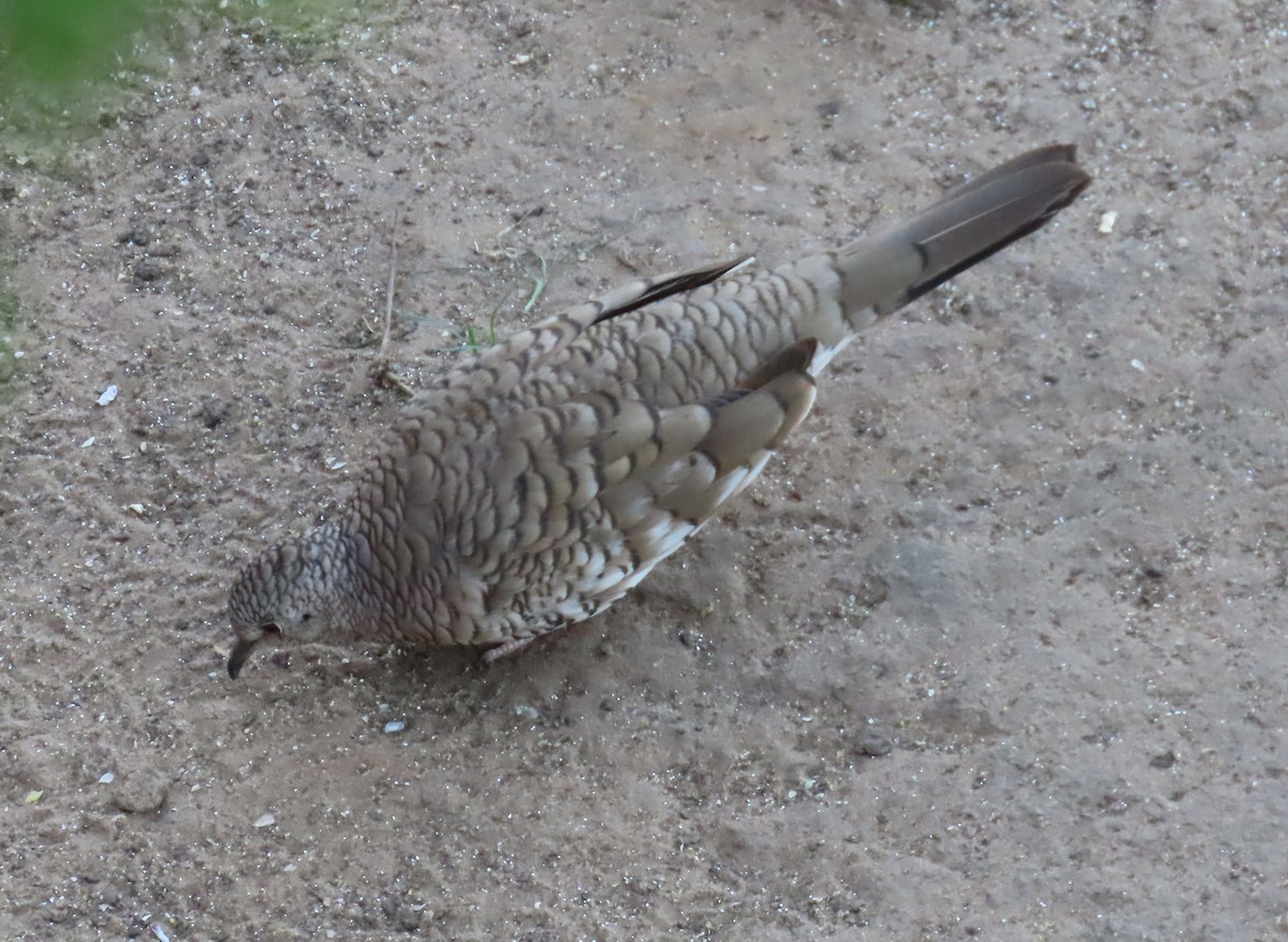 Scaled Dove - ML642671093