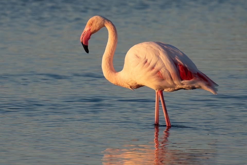 Greater Flamingo - ML642671094