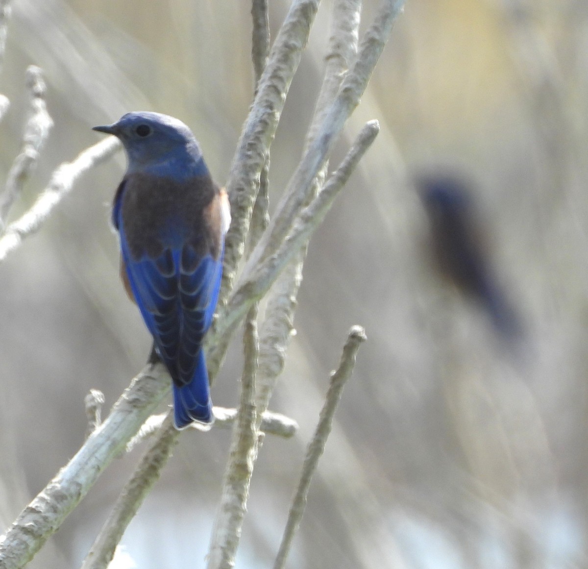 Western Bluebird - ML642671096