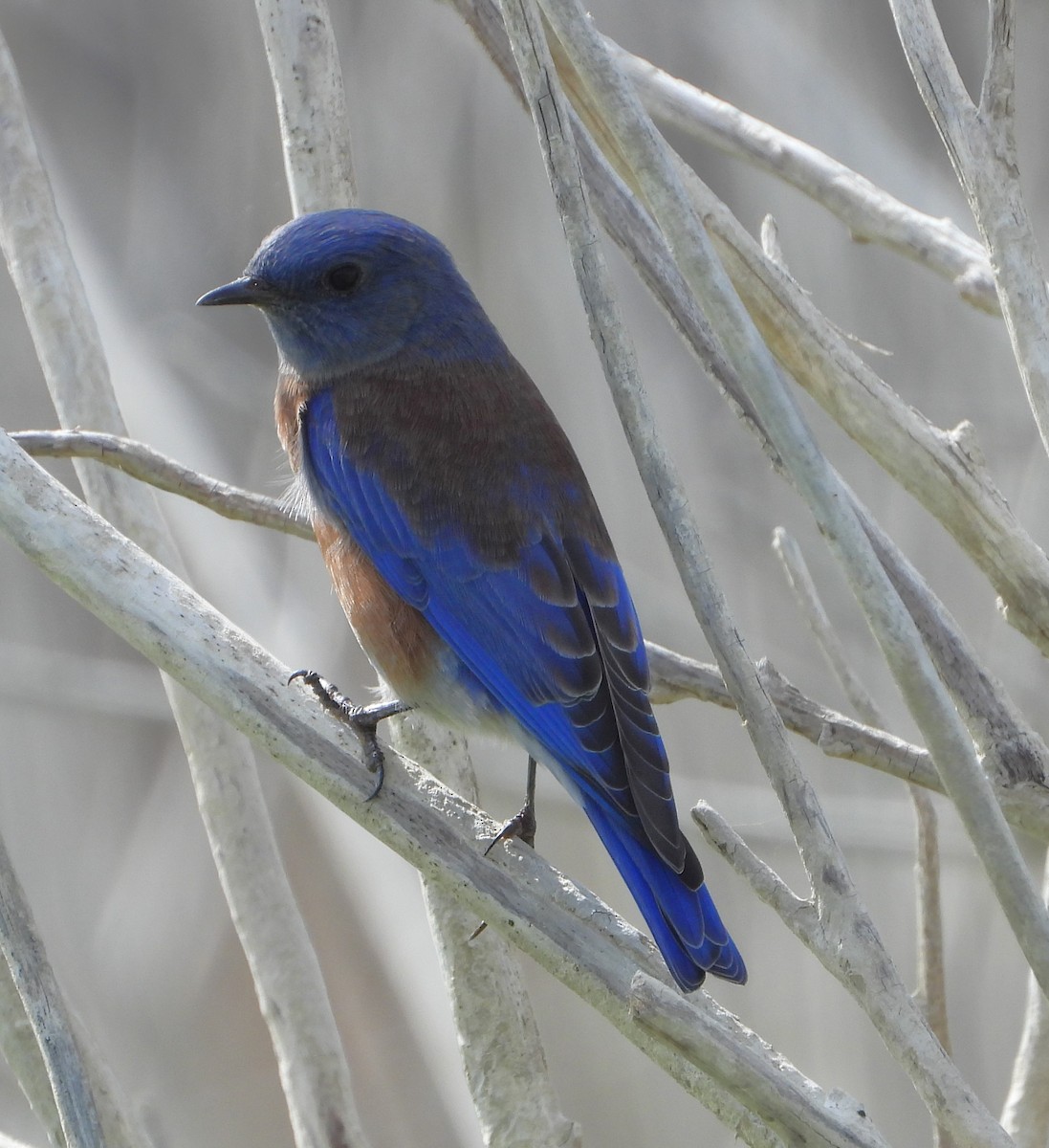 Western Bluebird - ML642671097
