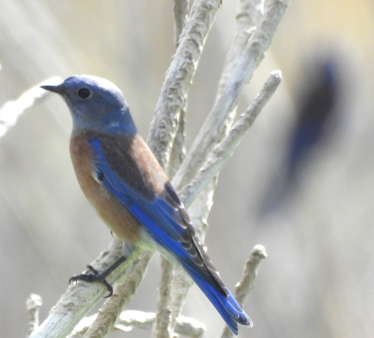Western Bluebird - ML642671098