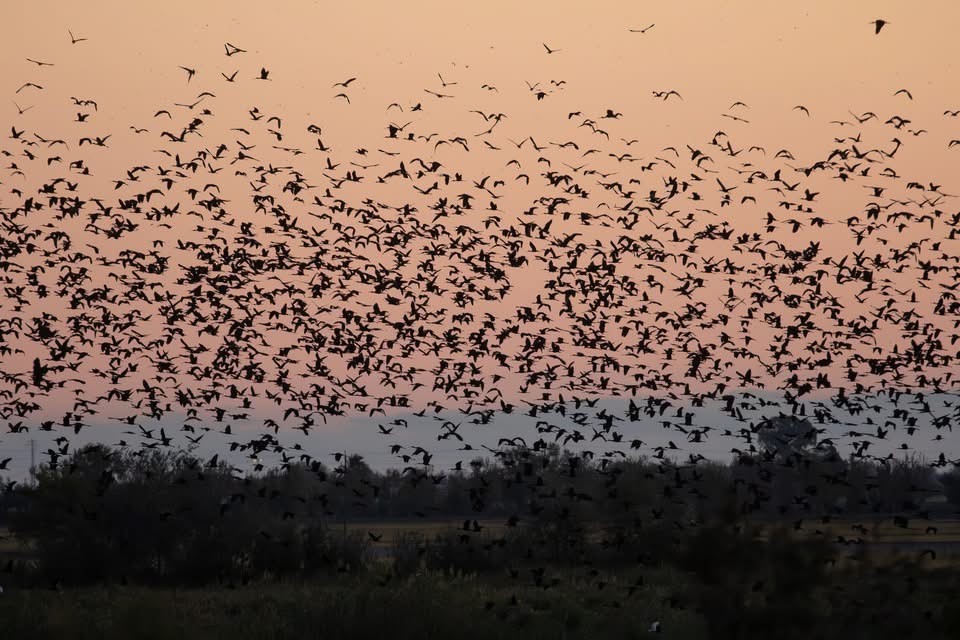 Glossy Ibis - ML642671106