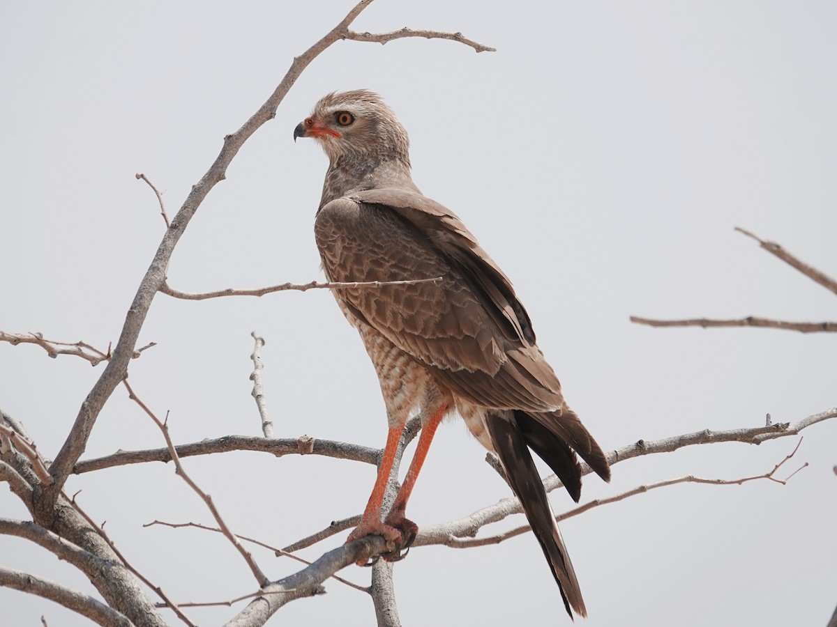 Pale Chanting-Goshawk - ML642671108