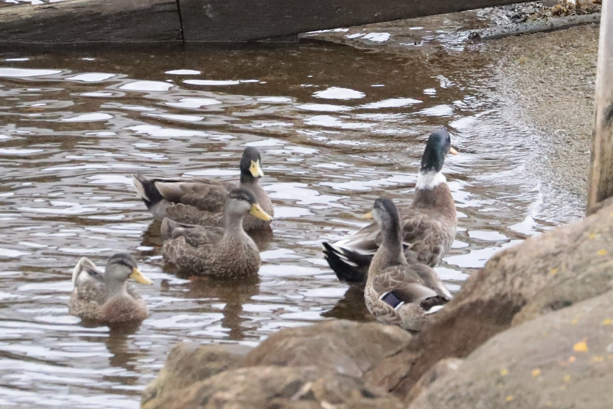 Mallard (Domestic type) - ML642671114