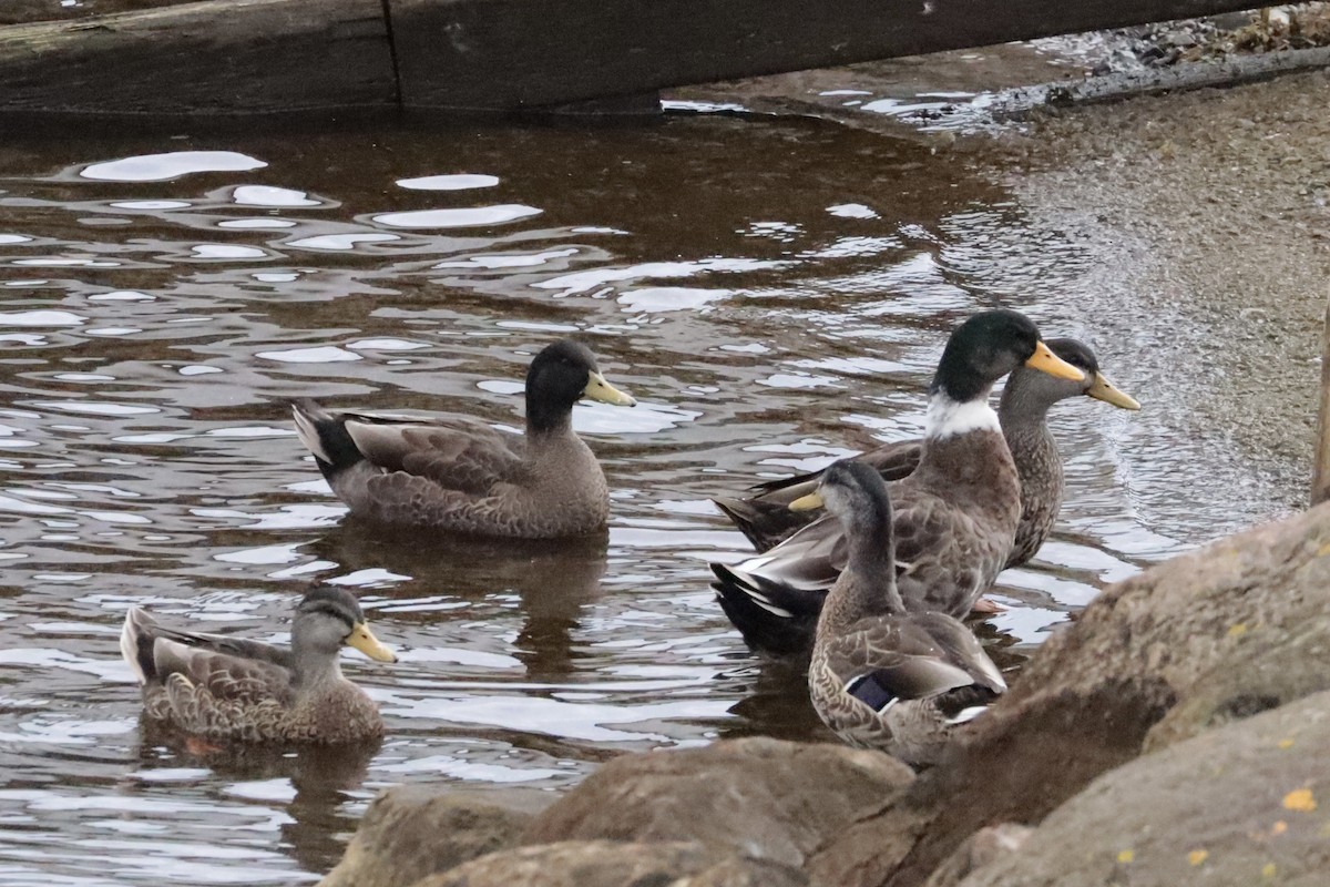 Mallard (Domestic type) - ML642671115