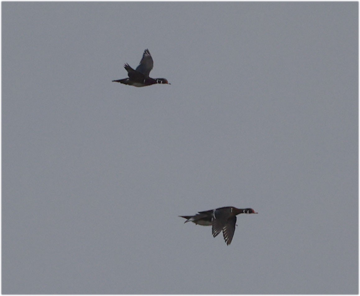 Wood Duck - ML642671116