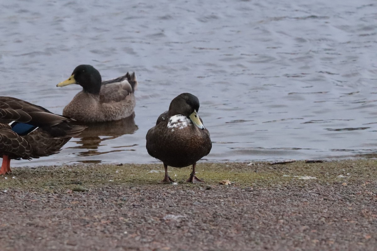 Mallard (Domestic type) - ML642671118