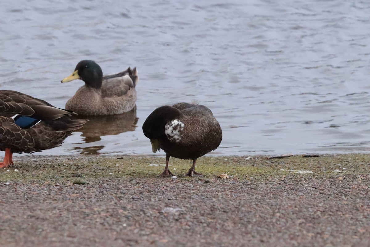Mallard (Domestic type) - ML642671119