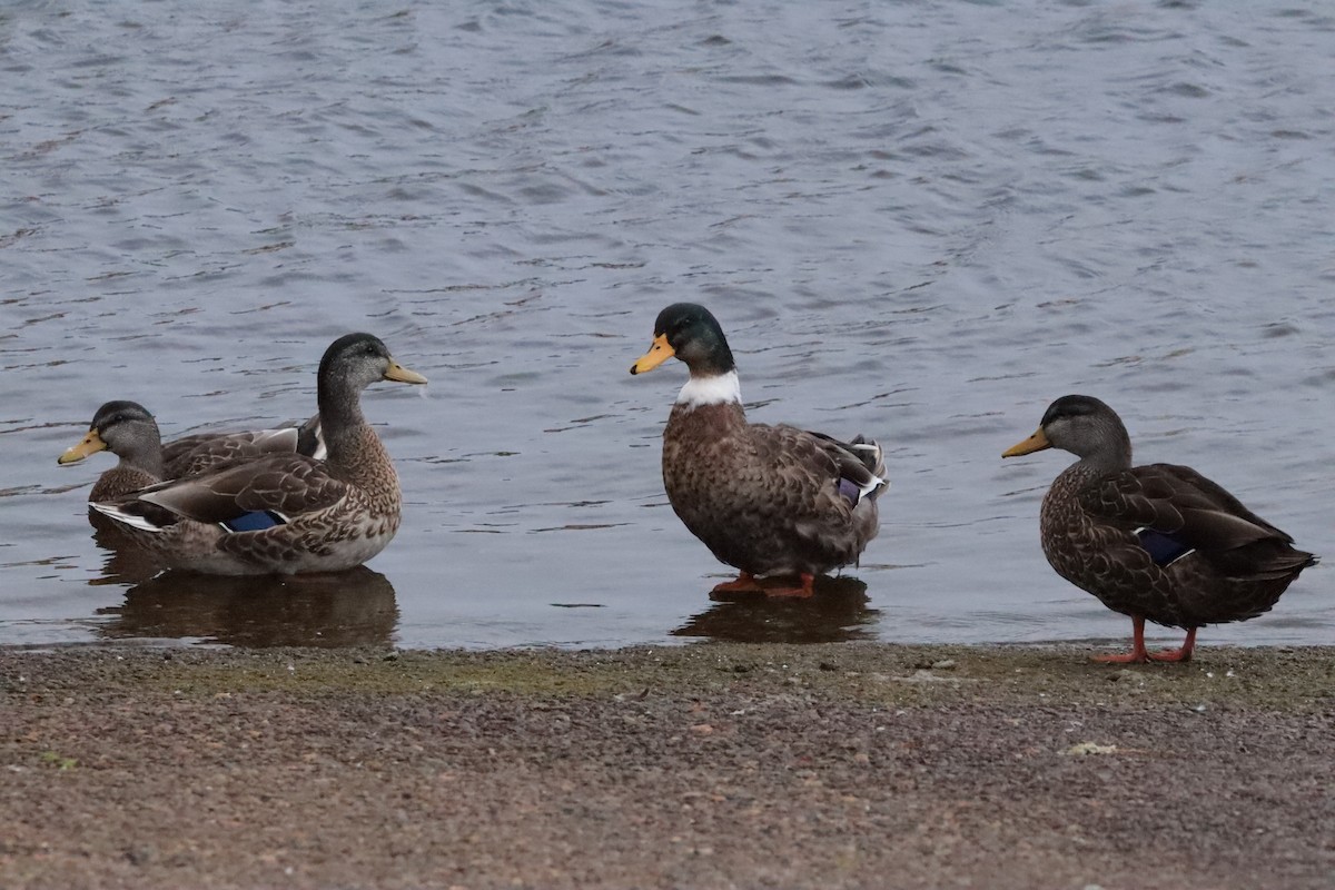 Mallard (Domestic type) - ML642671121