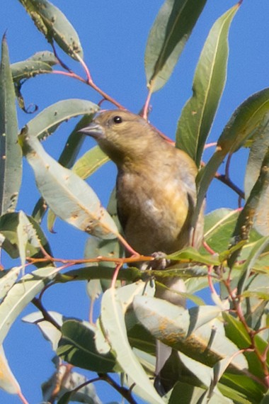 American Goldfinch - ML642671131