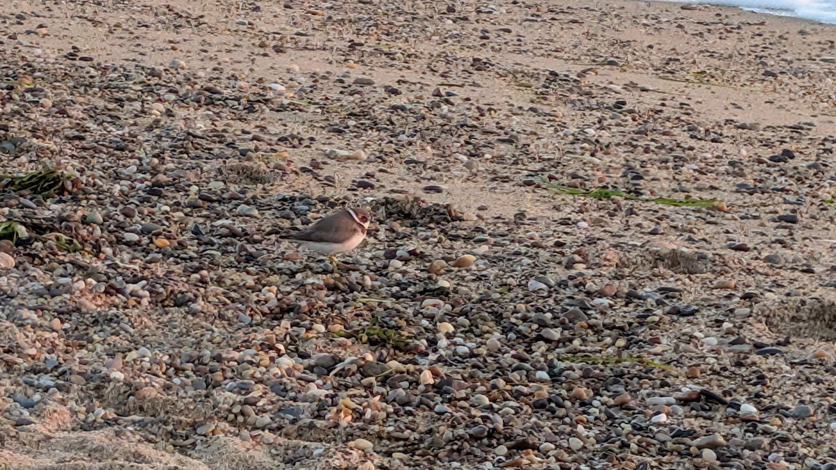 Semipalmated Plover - ML642671132