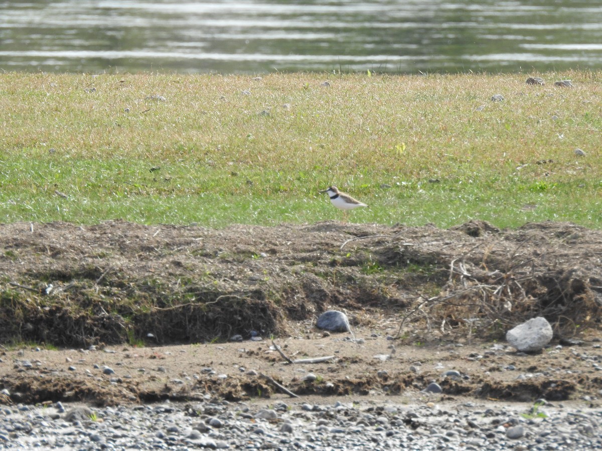 Collared Plover - ML642671133