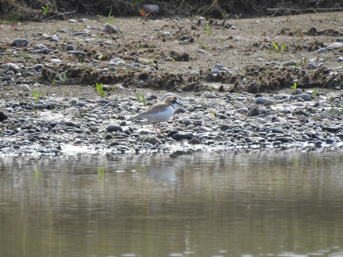 Collared Plover - ML642671134
