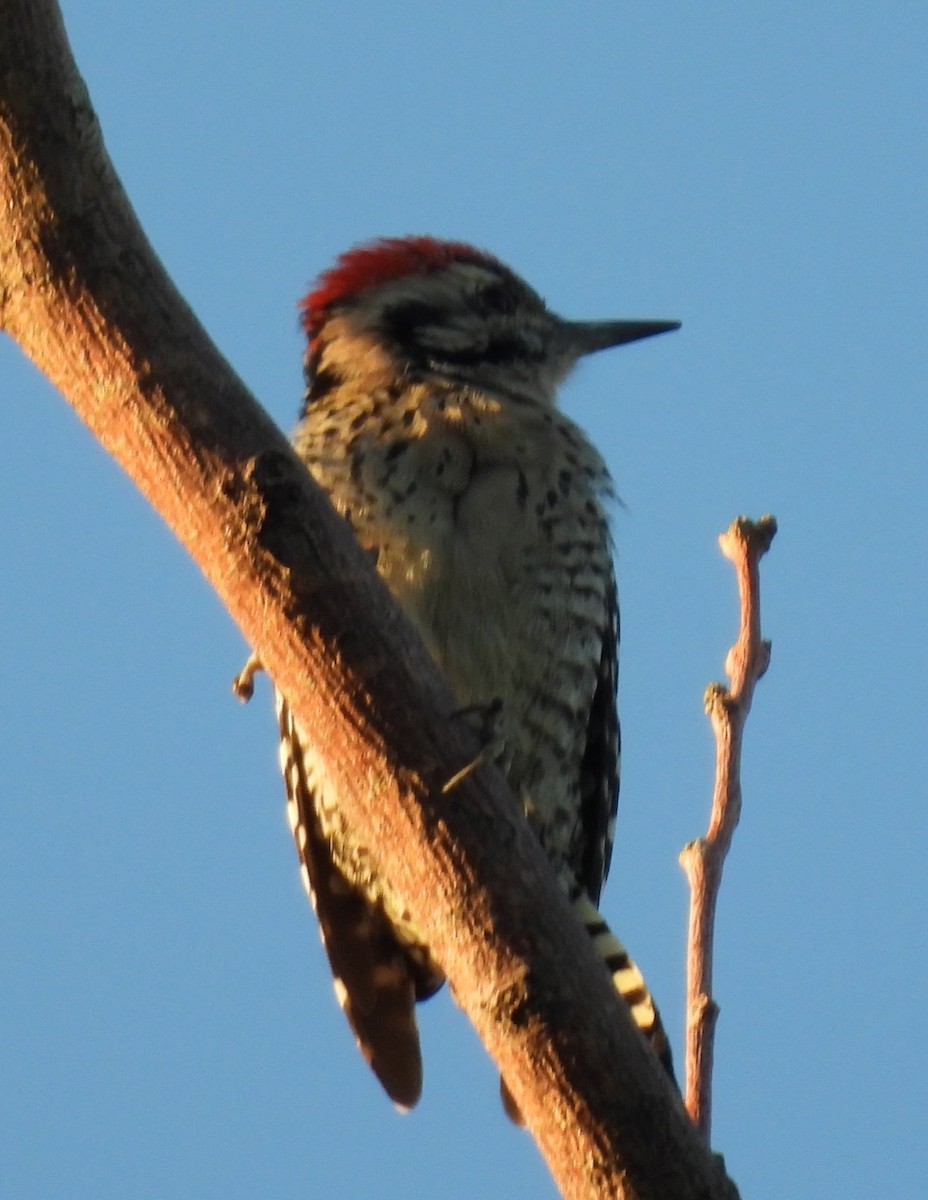 Ladder-backed Woodpecker - ML642671150