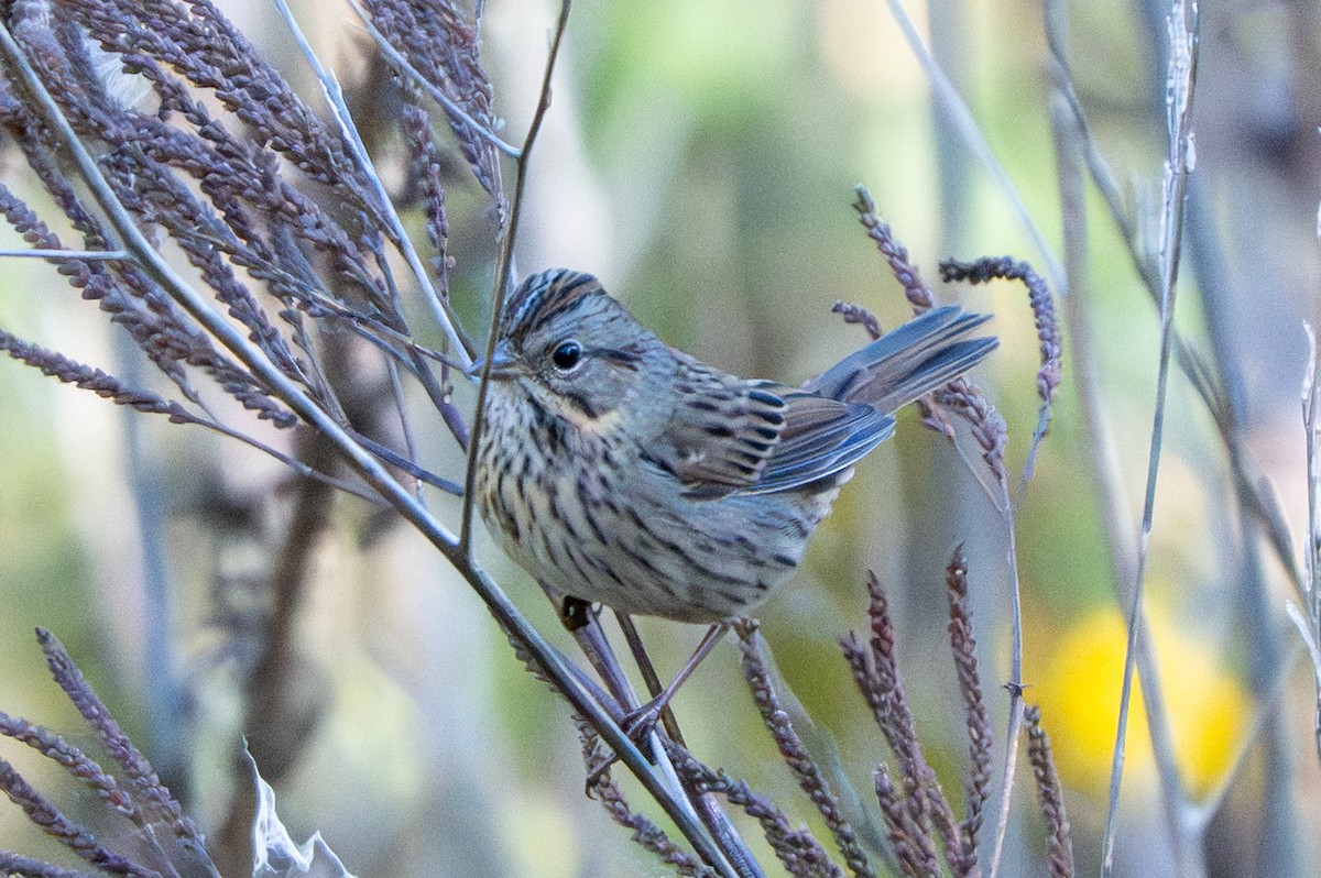 Lincoln's Sparrow - ML642671153