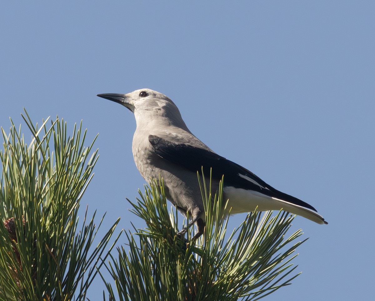 Clark's Nutcracker - ML642671154