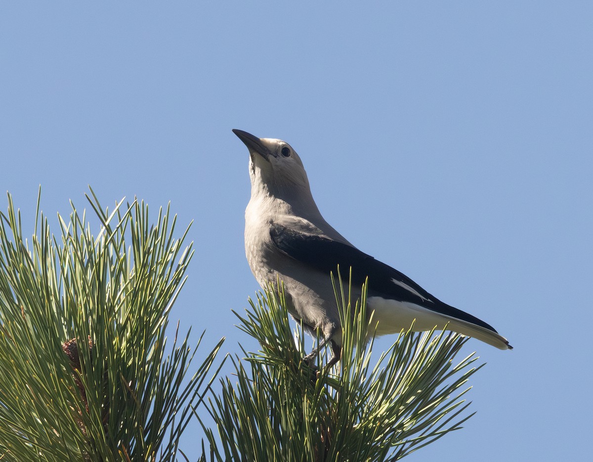 Clark's Nutcracker - ML642671155