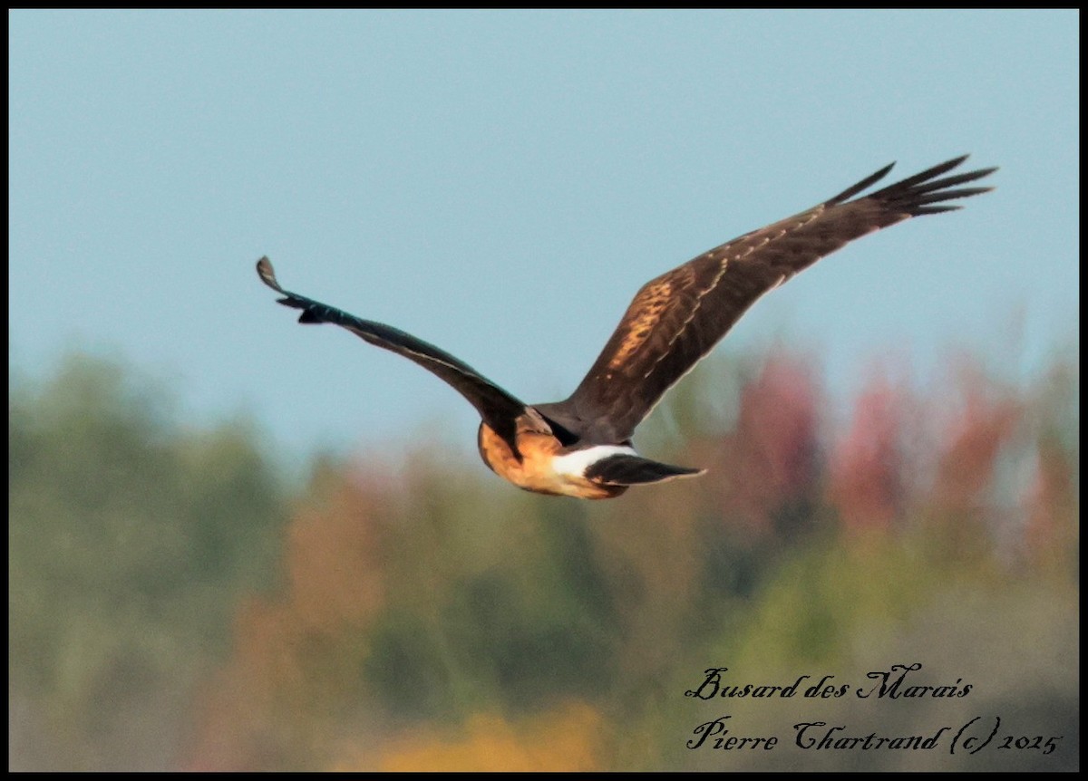 Northern Harrier - ML642671156