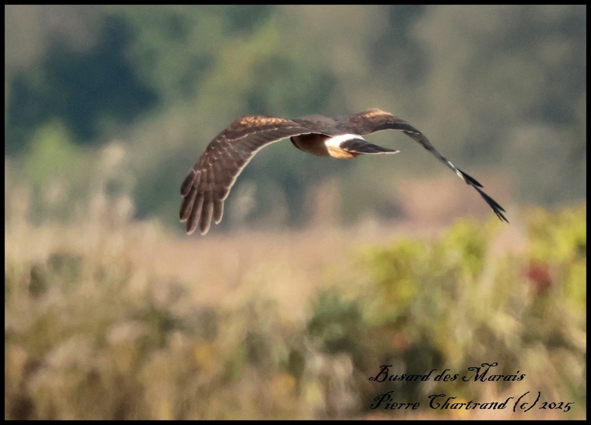 Northern Harrier - ML642671157
