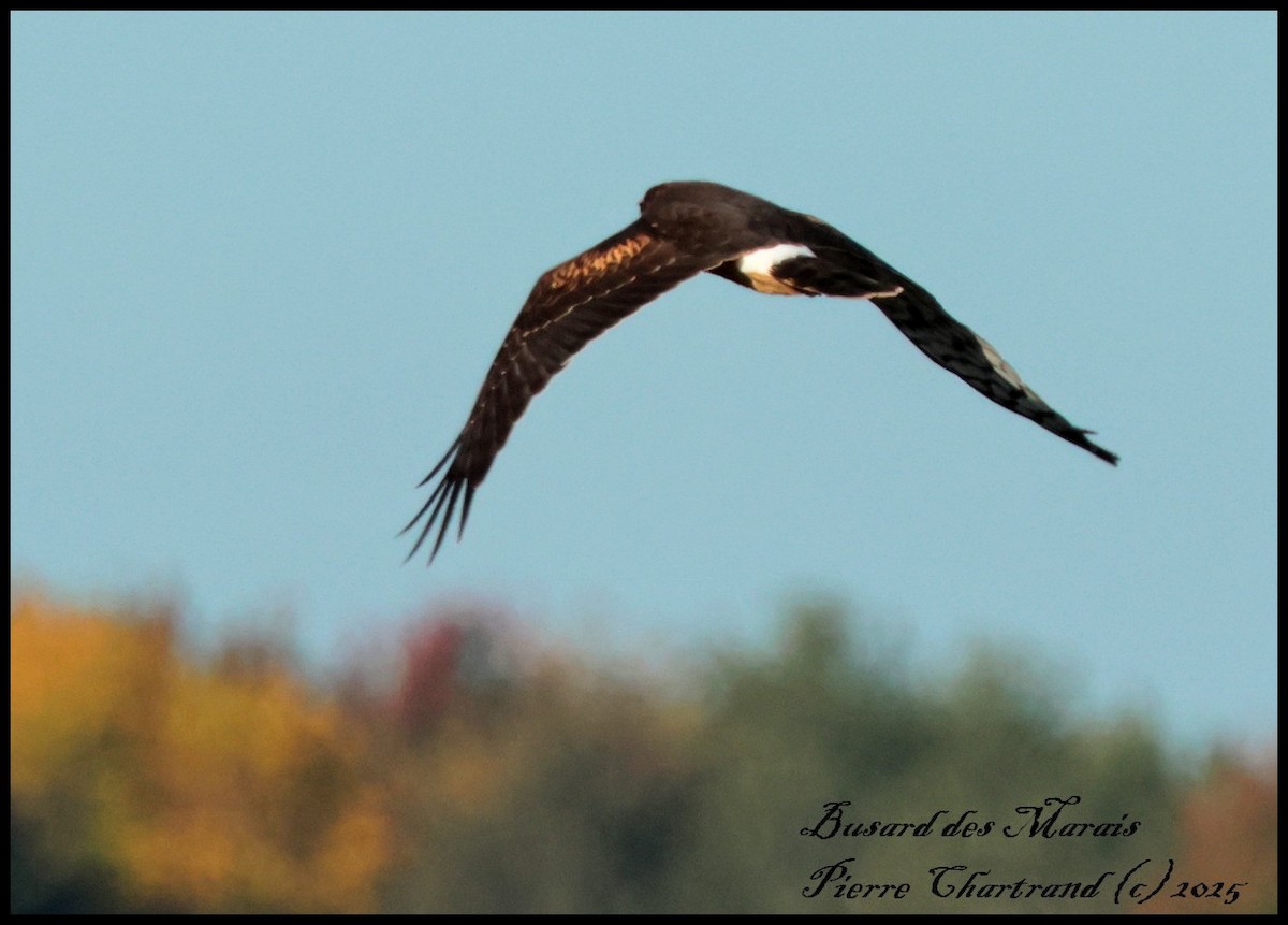 Northern Harrier - ML642671158