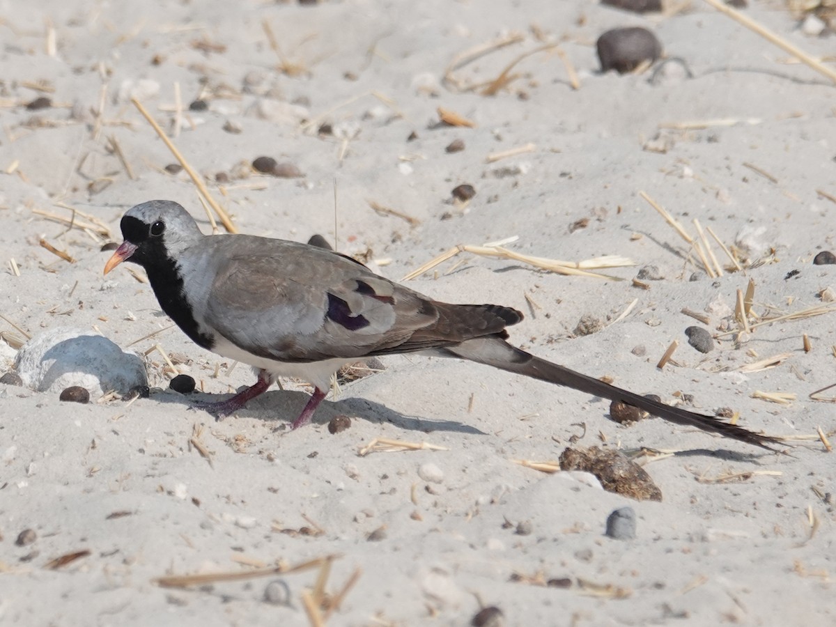 Namaqua Dove - ML642671161