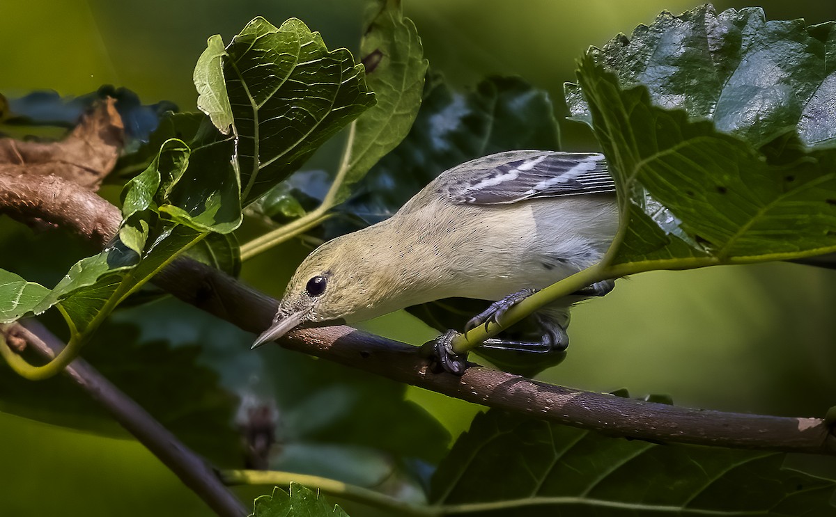 Bay-breasted Warbler - ML642671162