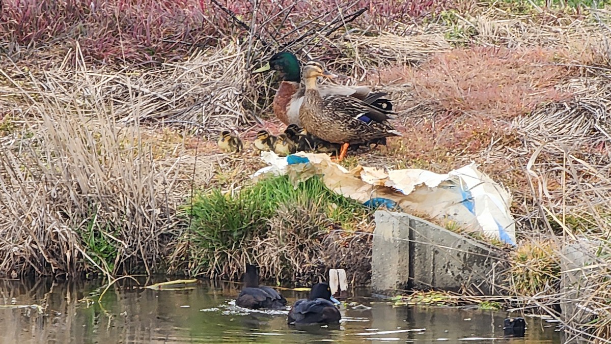 Mallard - ML642671164
