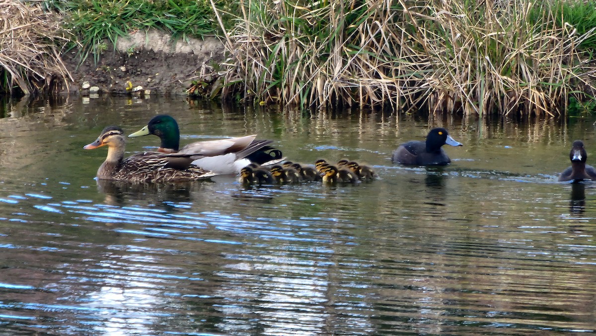 Mallard - ML642671165