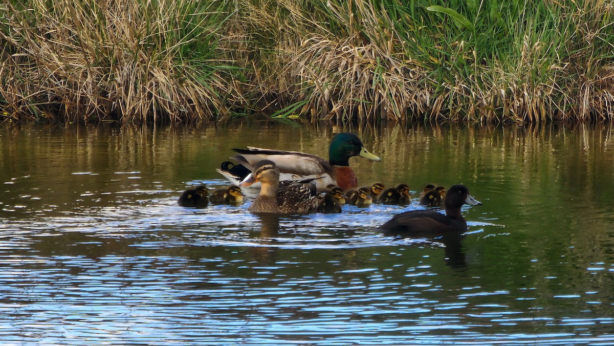 Mallard - ML642671166