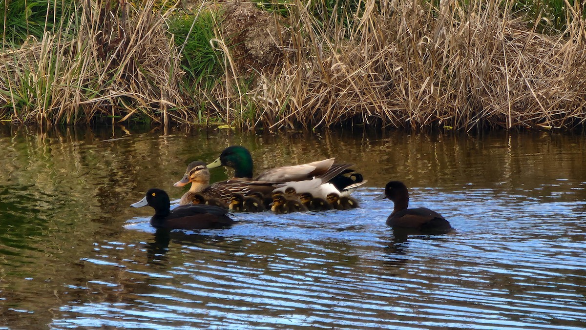 Mallard - ML642671167