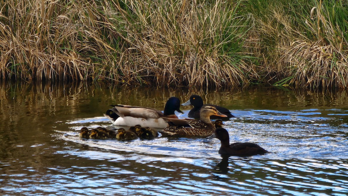 Mallard - ML642671168