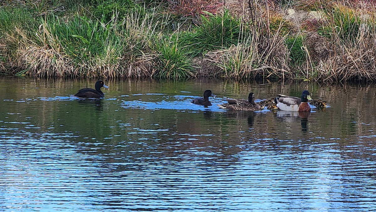 Mallard - ML642671169