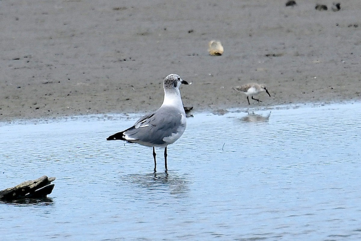 Laughing Gull - ML642671170