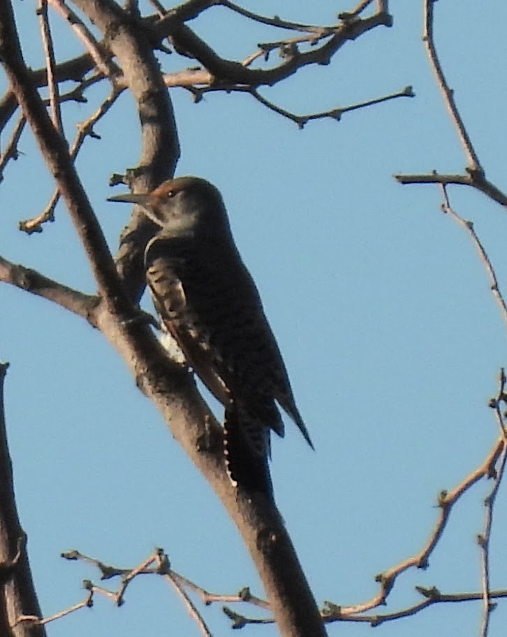 Northern Flicker - ML642671171