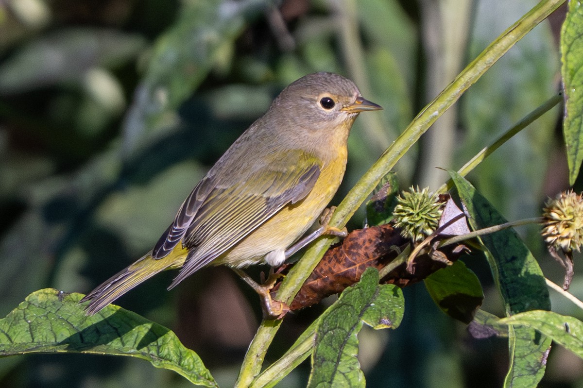 Nashville Warbler - ML642671172