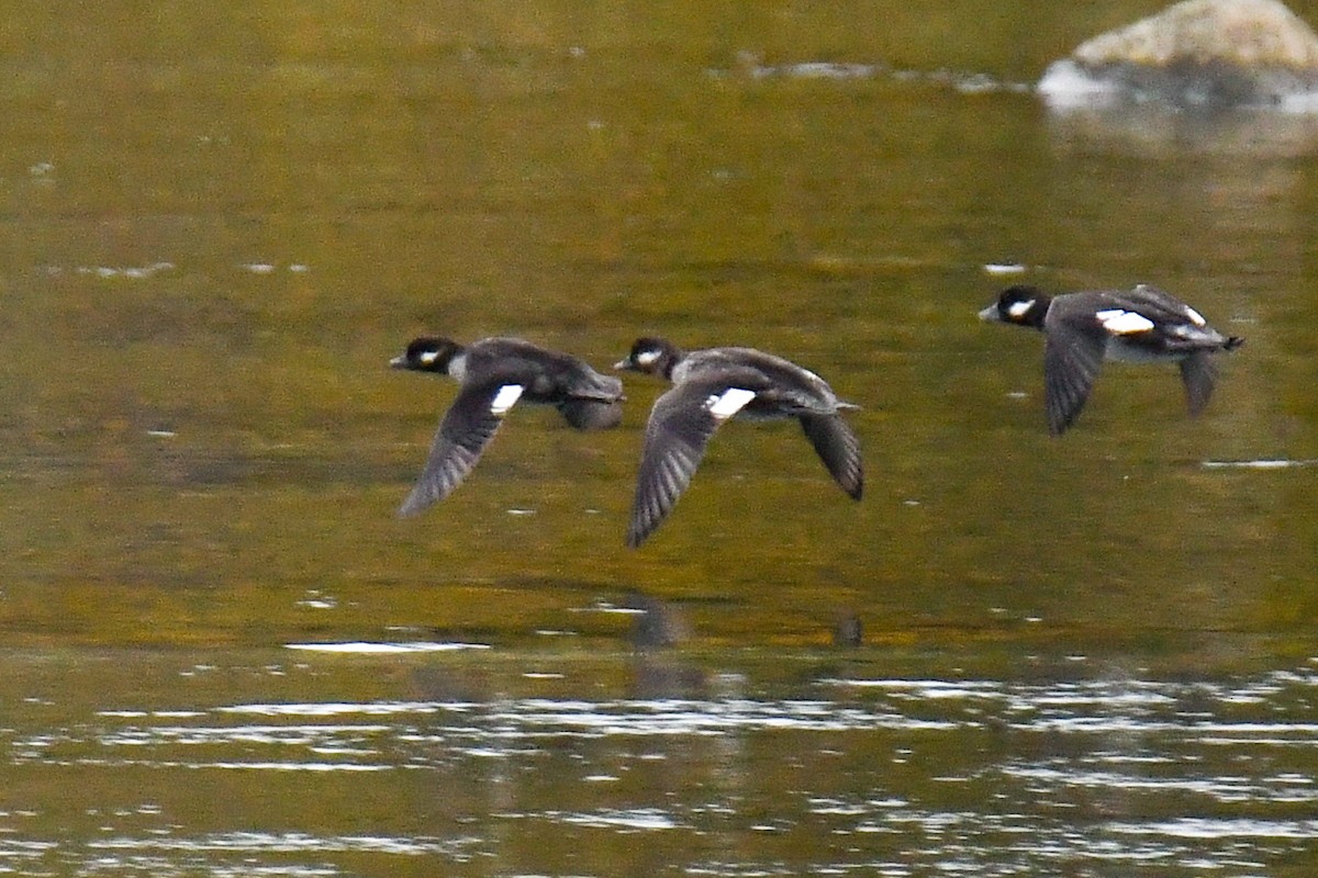 Bufflehead - ML642671173