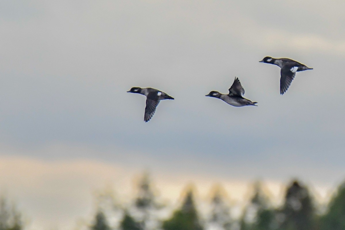 Bufflehead - ML642671174
