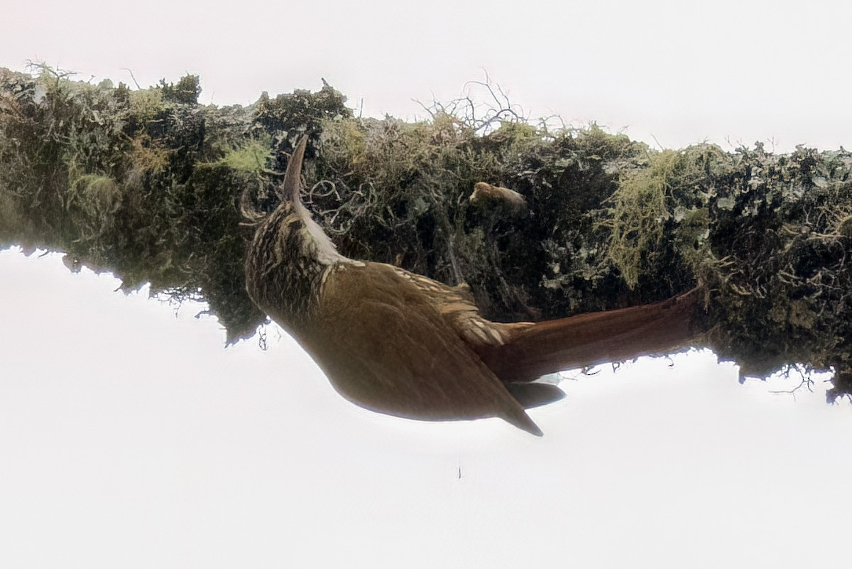 Scaled Woodcreeper (Scaled) - ML642671175