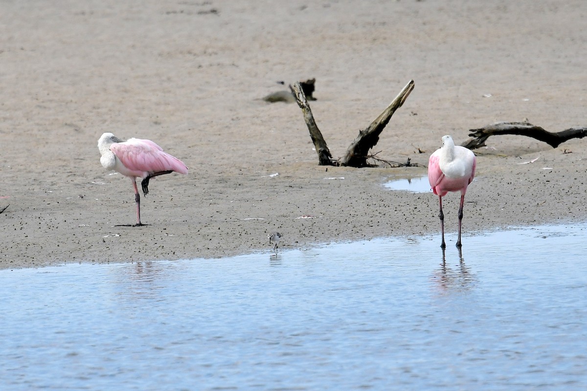 Roseate Spoonbill - ML642671176