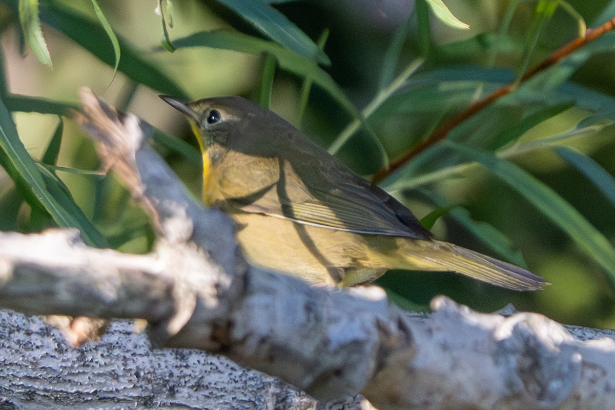 Common Yellowthroat - ML642671177