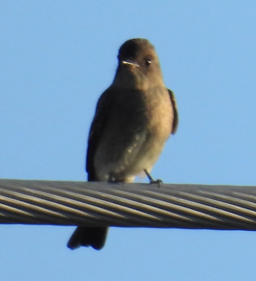 Western Wood-Pewee - ML642671183