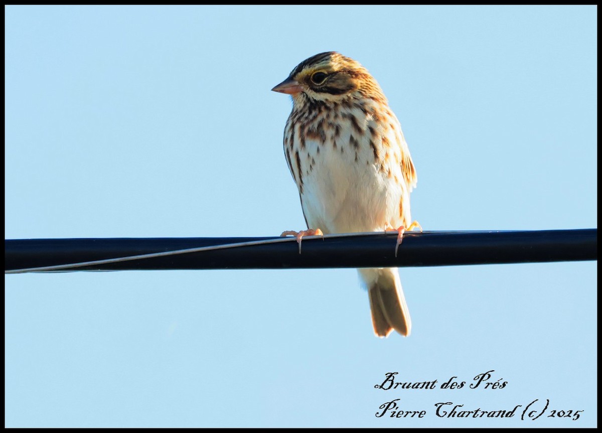 Savannah Sparrow - ML642671184