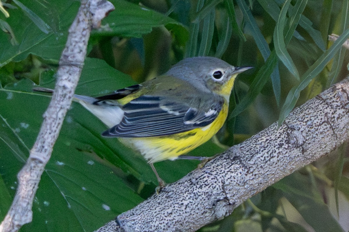 Magnolia Warbler - ML642671186