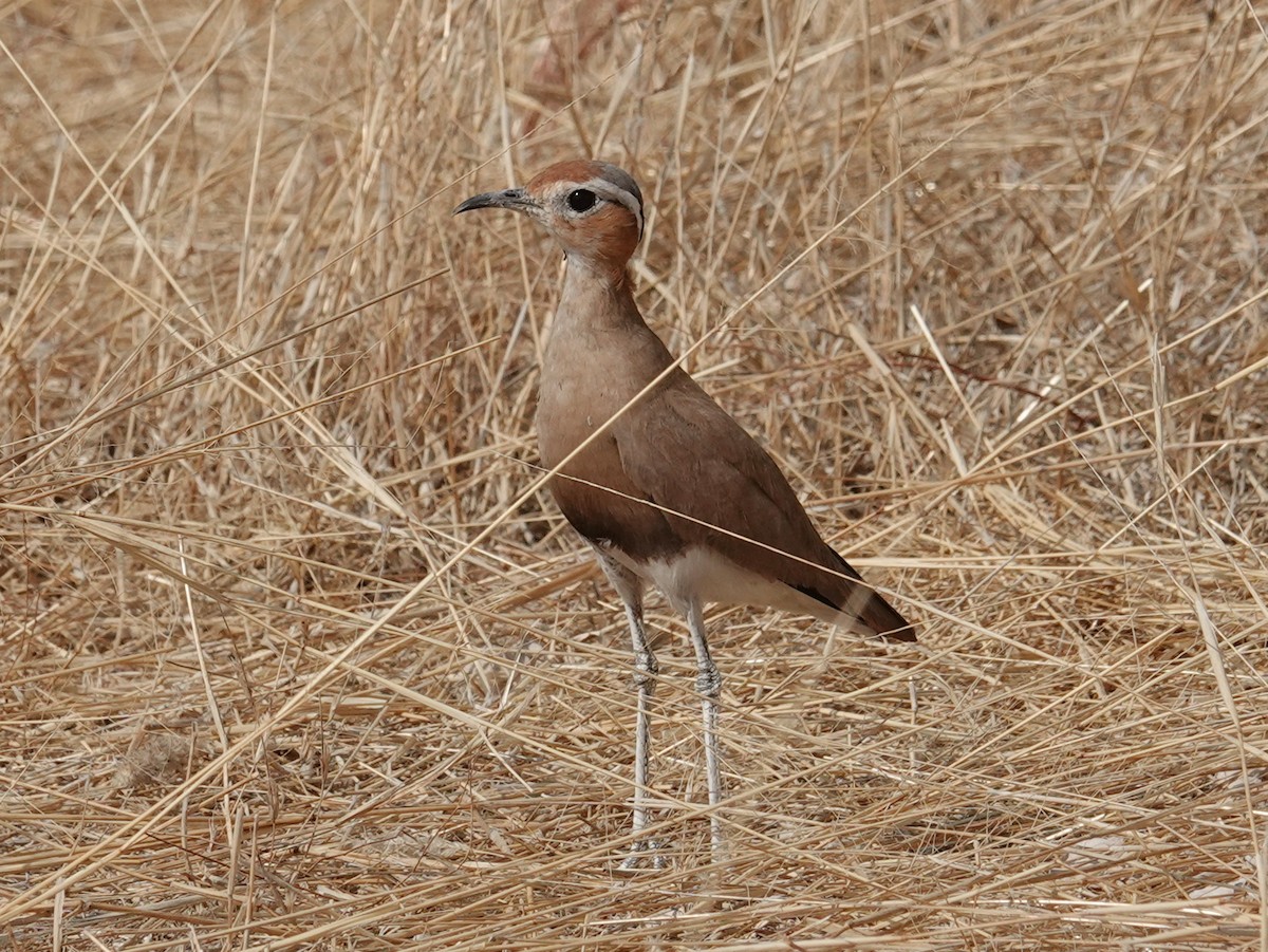 Burchell's Courser - ML642671187